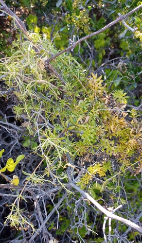 Rubia petiolaris