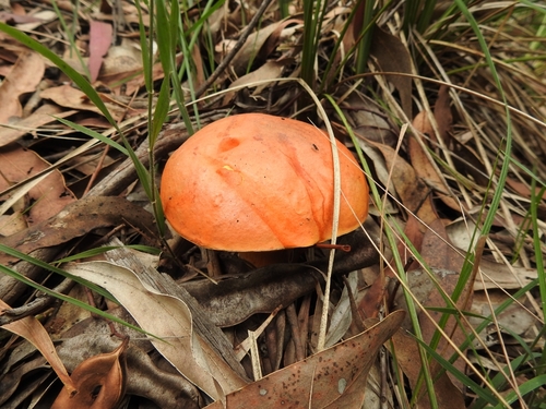 Rubinoboletus balloui — photo