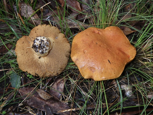 Rubinoboletus balloui — photo