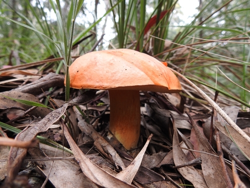 Rubinoboletus balloui