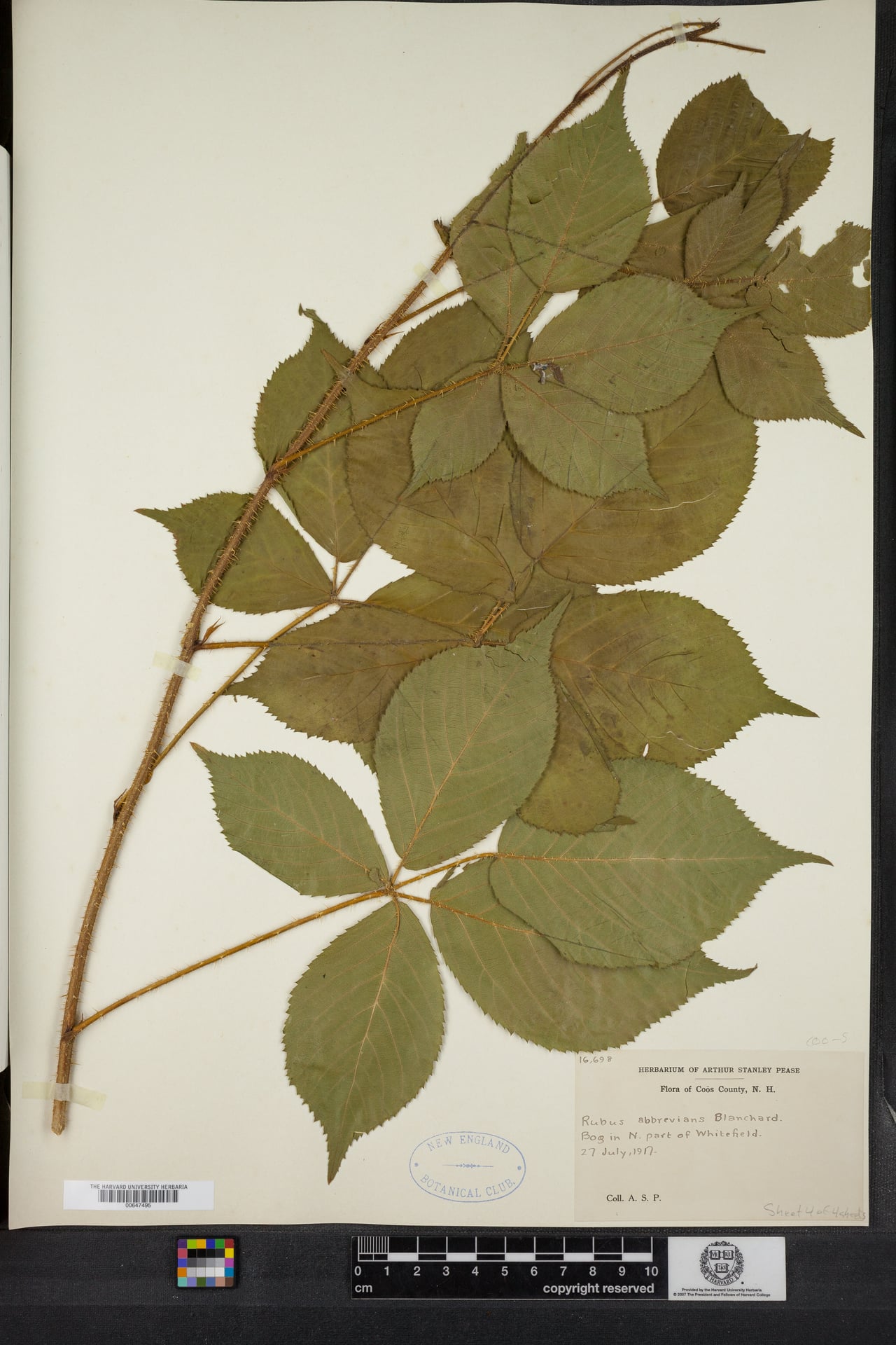 Rubus abbrevians (Vermont Blackberry) — photo
