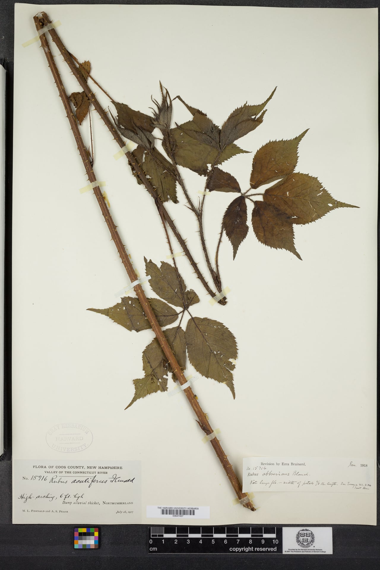 Rubus abbrevians (Vermont Blackberry) — photo