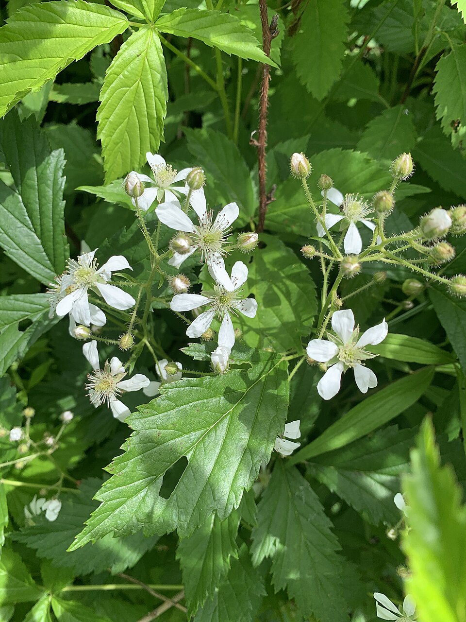Rubus abbrevians