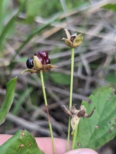 Rubus aboriginum (Garden dewberry) — photo