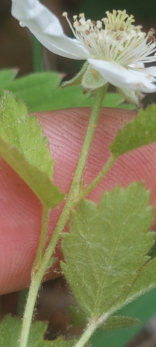 Rubus aboriginum (Garden dewberry) — photo