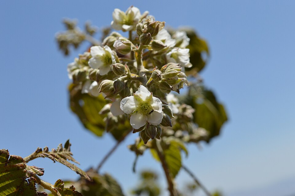 Rubus abundus — photo