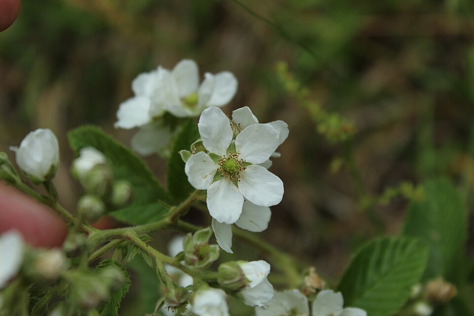 Rubus abundus