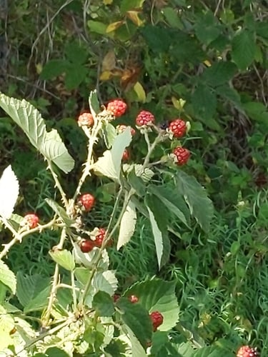 Rubus acer (Long's Blackberry) — photo
