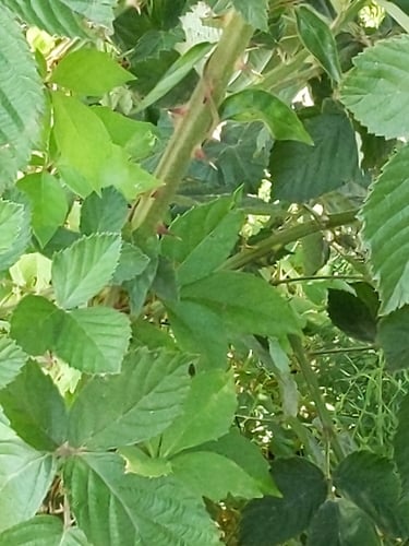 Rubus acer (Long's Blackberry) — photo