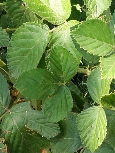 Rubus acer
