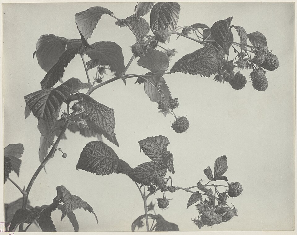 Rubus aculeatissimus (Red raspberry) — photo