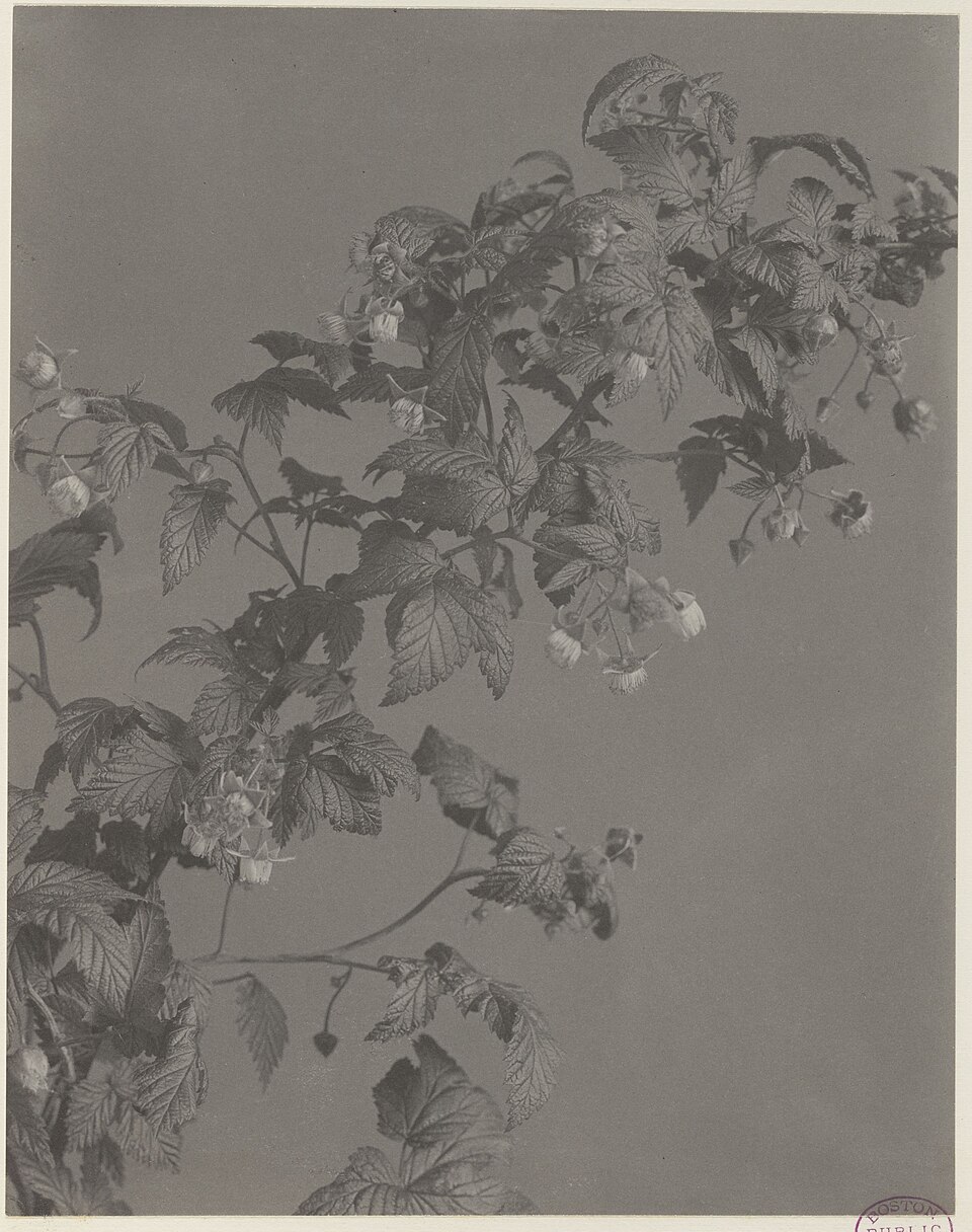 Rubus aculeatissimus