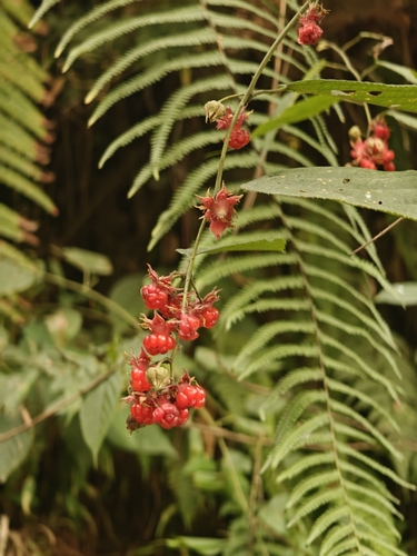 Rubus acuminatus (Phurse kanda) — photo