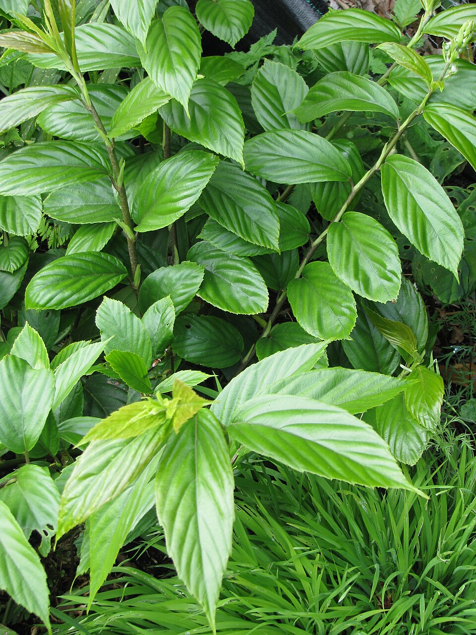 Rubus acuminatus (Phurse kanda) — photo