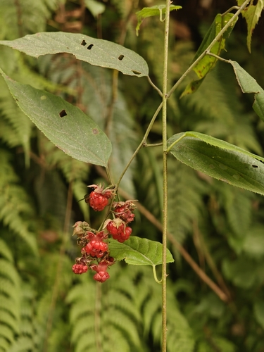 Rubus acuminatus