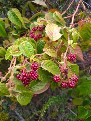 Rubus adenothallus