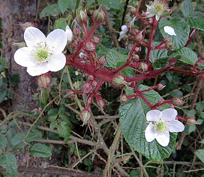 Rubus adenotrichus