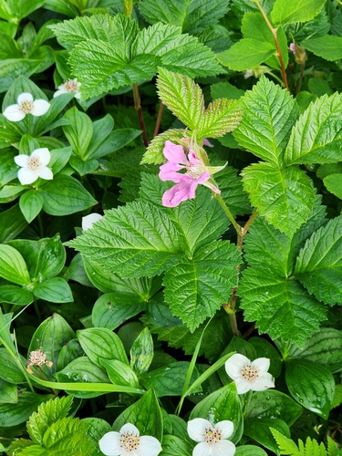 Rubus alaskensis (Arctic blackberry) — photo