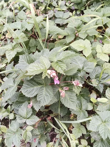 Rubus alaskensis (Arctic blackberry) — photo