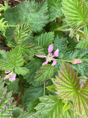 Rubus alaskensis
