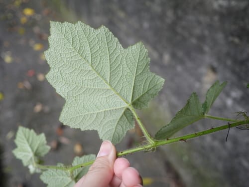 Rubus alceifolius (Giant bramble) — photo