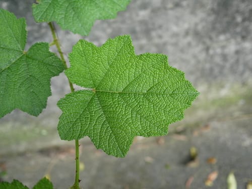 Rubus alceifolius (Giant bramble) — photo