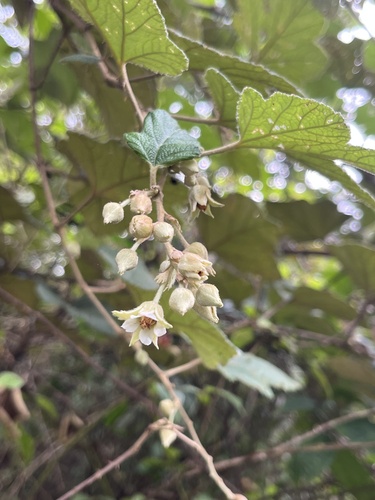 Rubus alceifolius