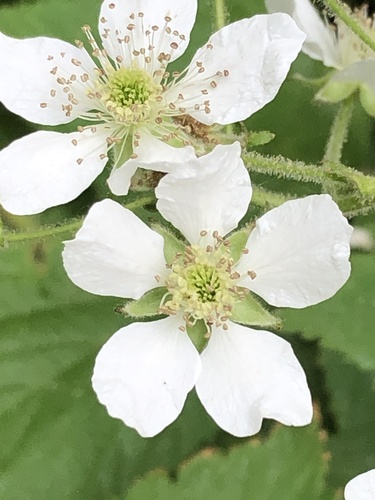 Rubus allegheniensis (Alleghany blackberry) — photo