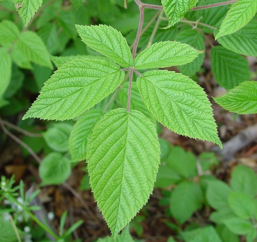Rubus allegheniensis (Alleghany blackberry) — photo
