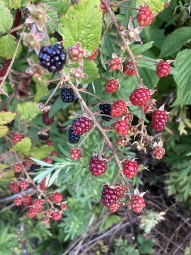 Rubus allegheniensis