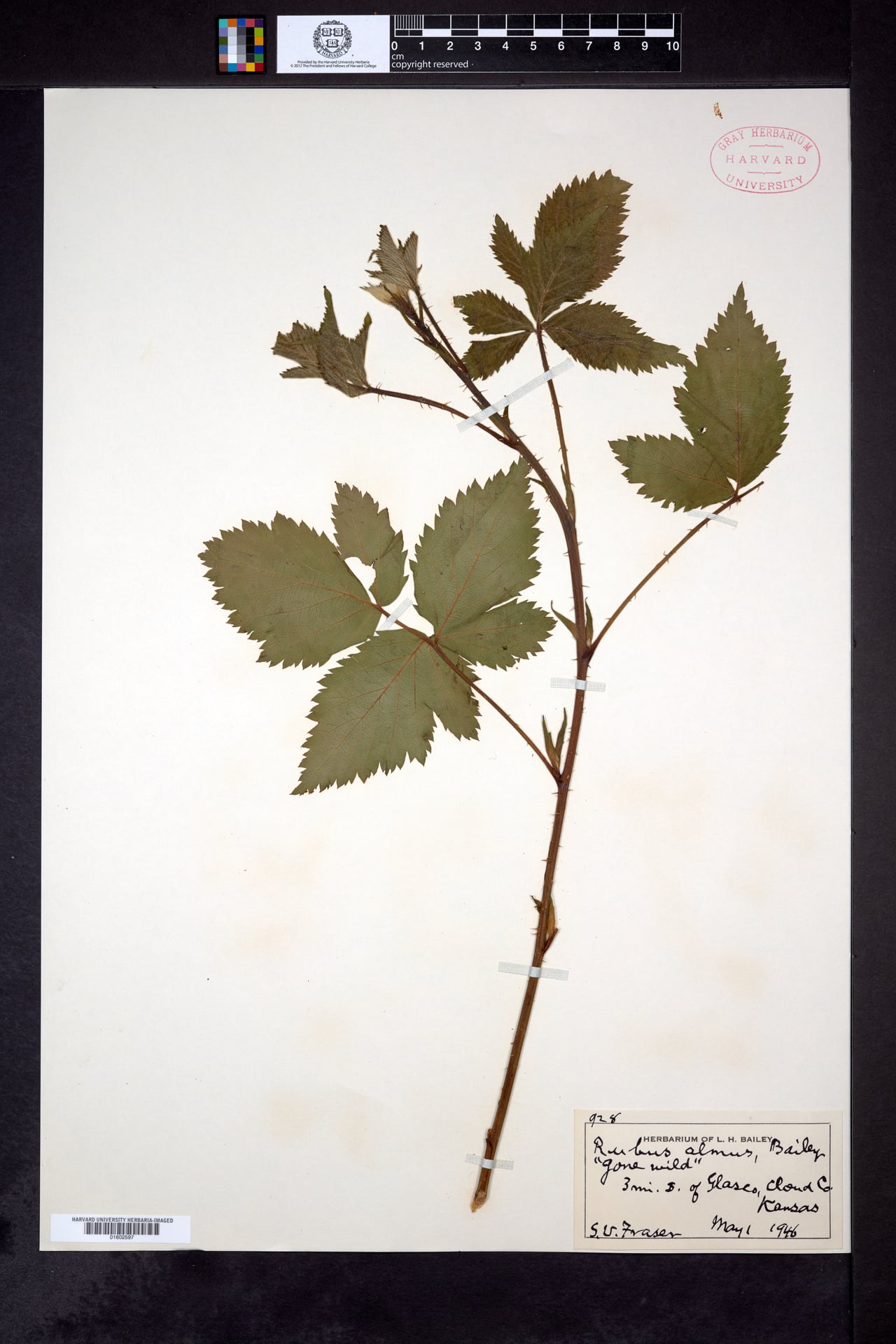Rubus almus (Mayes dewberry) — photo