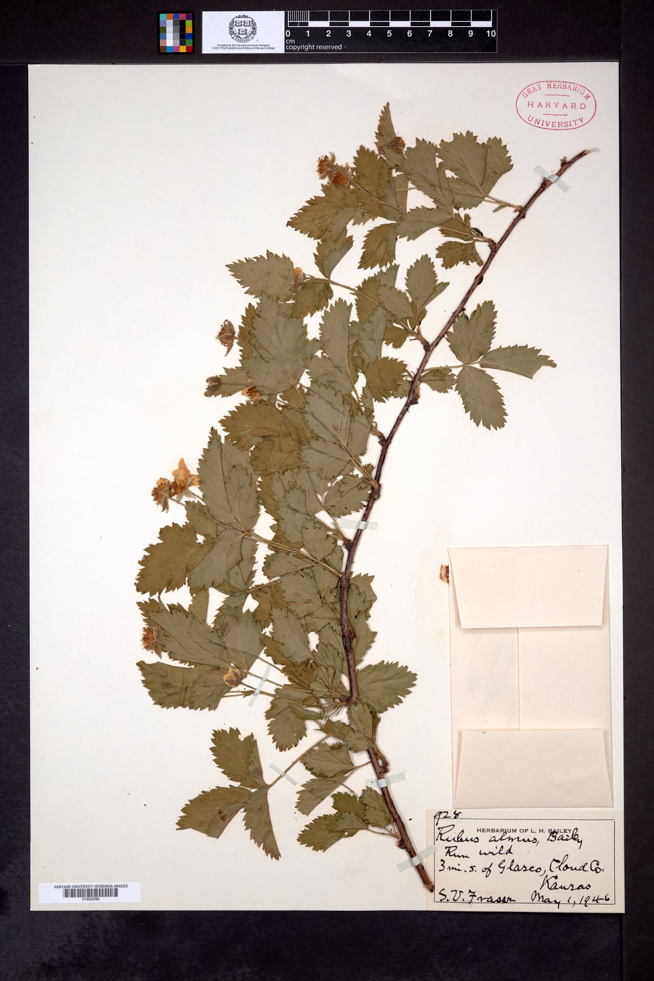 Rubus almus (Mayes dewberry) — photo