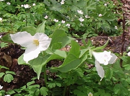Rubus almus