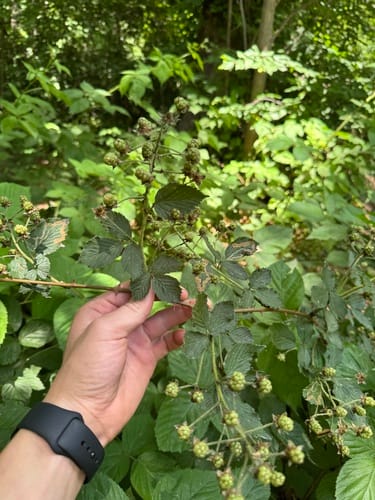 Rubus alumnus (Highbush Blackberry) — photo