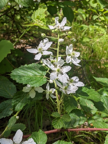 Rubus alumnus