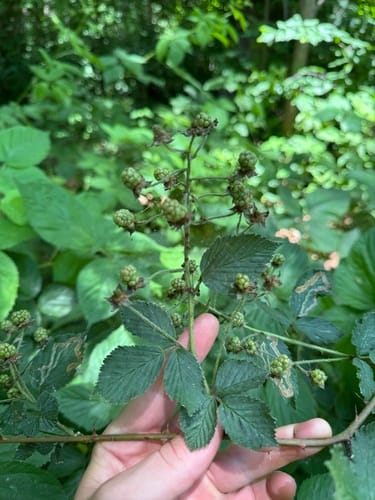 Rubus alumnus (Highbush Blackberry) — photo