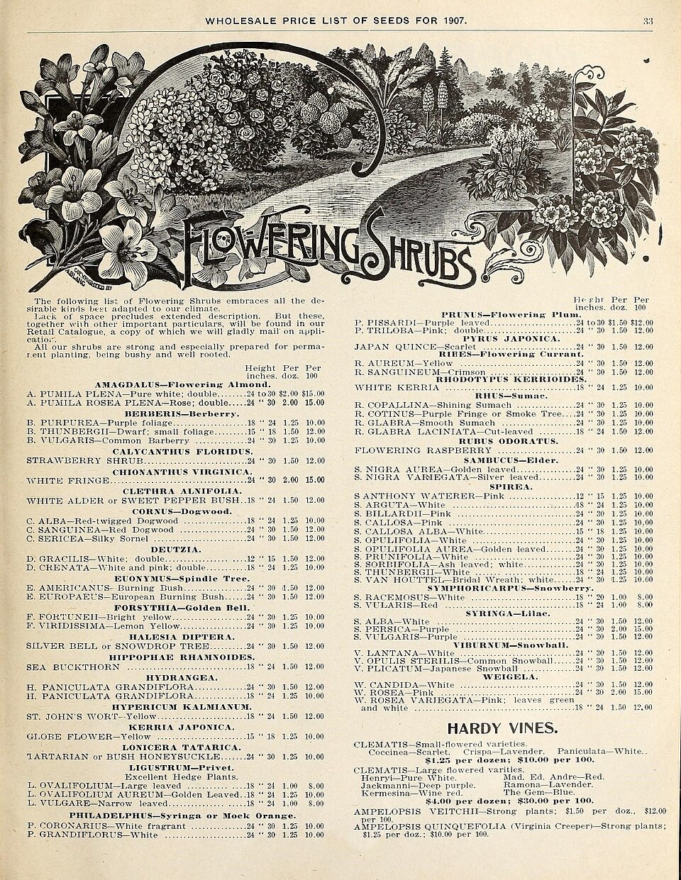 Rubus americanus