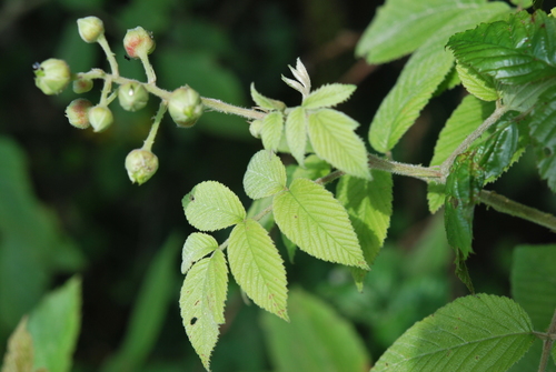 Rubus apetalus — photo