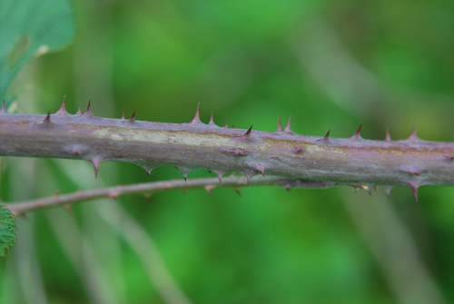 Rubus apetalus — photo