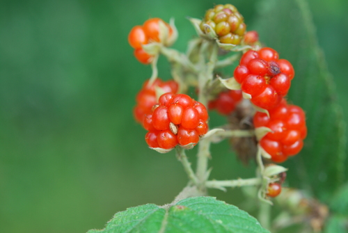 Rubus apetalus