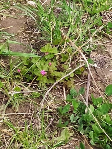 Rubus arcticus (Arctic bramble) — photo