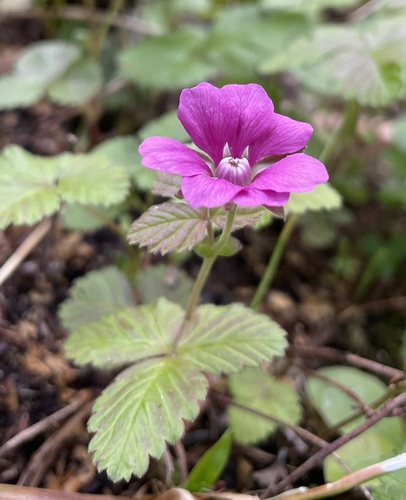 Rubus arcticus