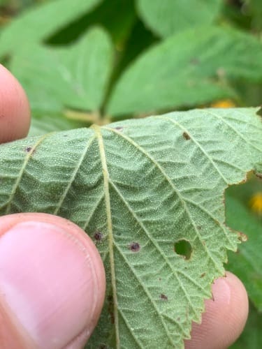 Rubus argutus (Highbush blackberry) — photo