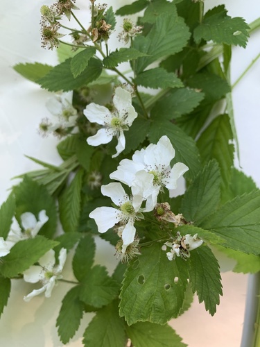 Rubus argutus