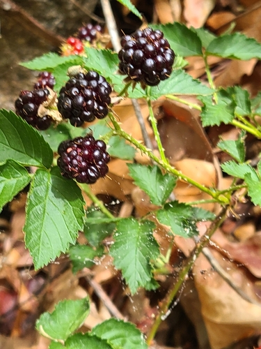 Rubus arizonensis (Arizona dewberry) — photo