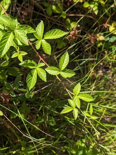 Rubus arizonensis (Arizona dewberry) — photo