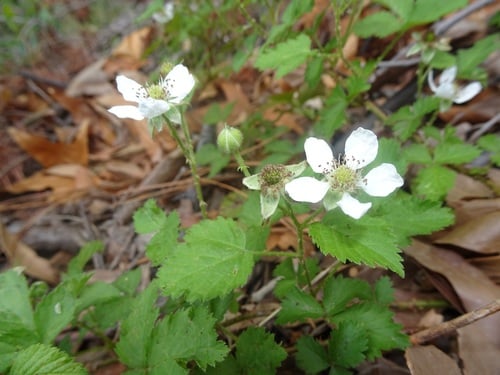 Rubus arizonensis