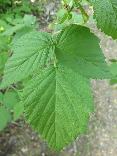 Rubus arizonicus (Arizona dewberry) — photo