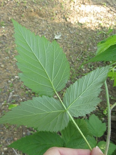 Rubus arizonicus