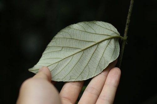 Rubus assamensis (Fikteging) — photo